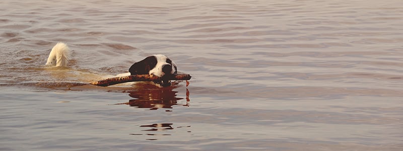 Header Image